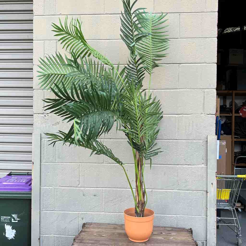 GREENERY, 1.6m H Kentia Palm in Terracotta Pot